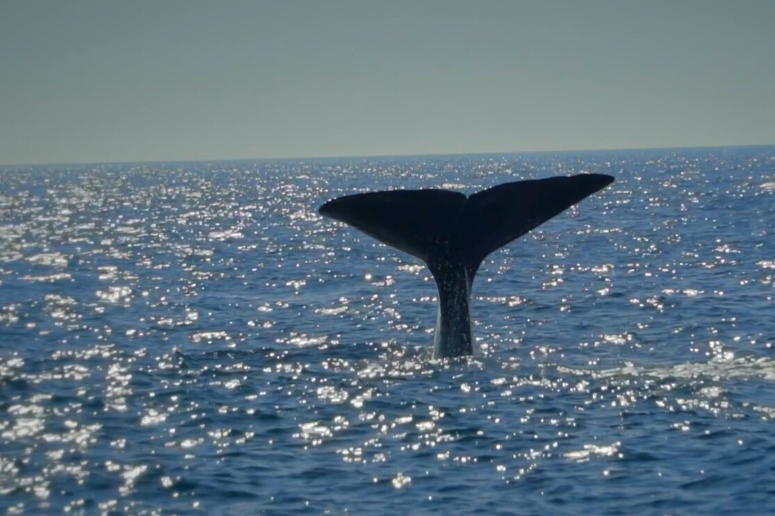 A sperm whale tail above the water line in the Atlantic ocean. 