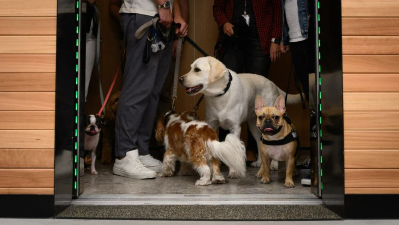 Amazon Sydney Office Dogs at Work Policy