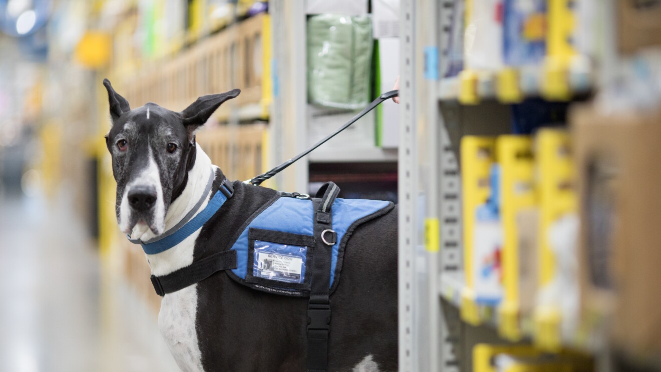 Riley, service dog at Chattanooga FC