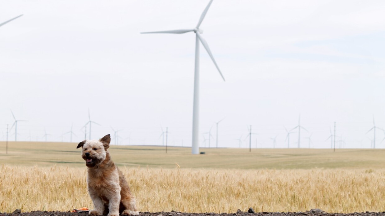 Dog at wind farm