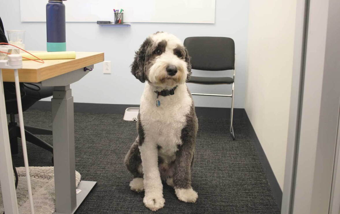 An image of a large, white and gray dog at an Amazon office in Culver City Los Angeles.