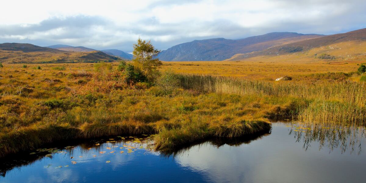 Amazon supports new Peatland Standard to accelerate restoration and boost Ireland’s climate resilience Amazon supports new Peatland Standard to accelerate restoration and boost Ireland’s climate resilience