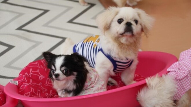 保護施設で暮らす犬猫を ほしい物リスト で支援 About Amazon Japan 保護施設で暮らす犬猫を ほしい物リスト で支援 About Amazon Japan