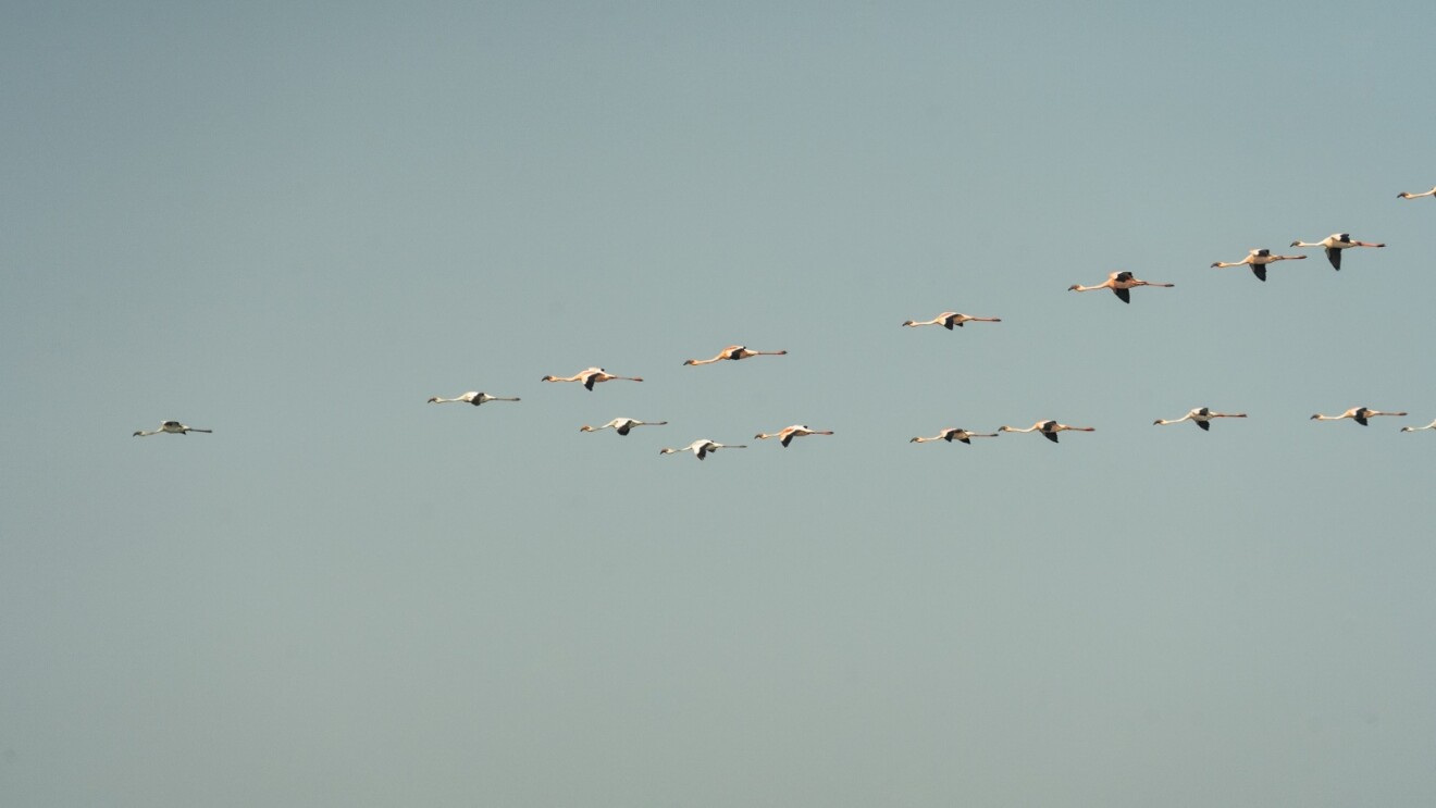 Flamingoes flying together in a V formation.