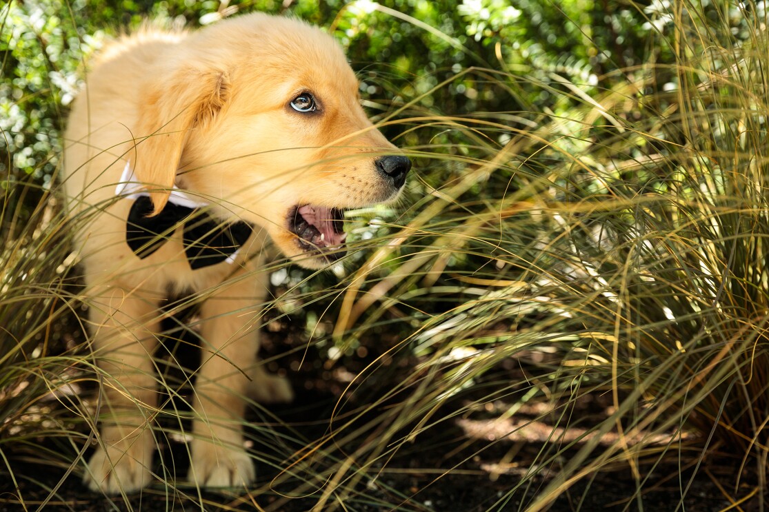 Dogs at work in the grass