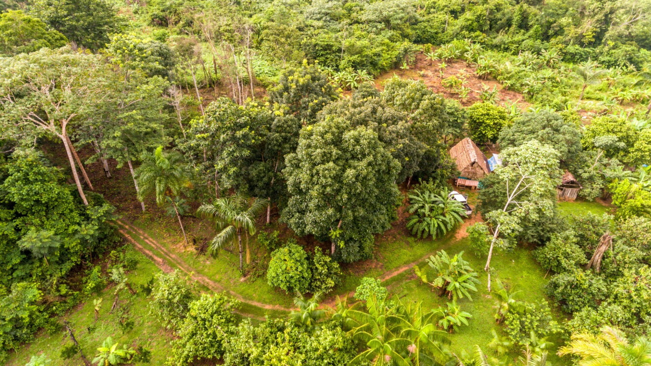 Vista aérea de uma floresta no Brasil