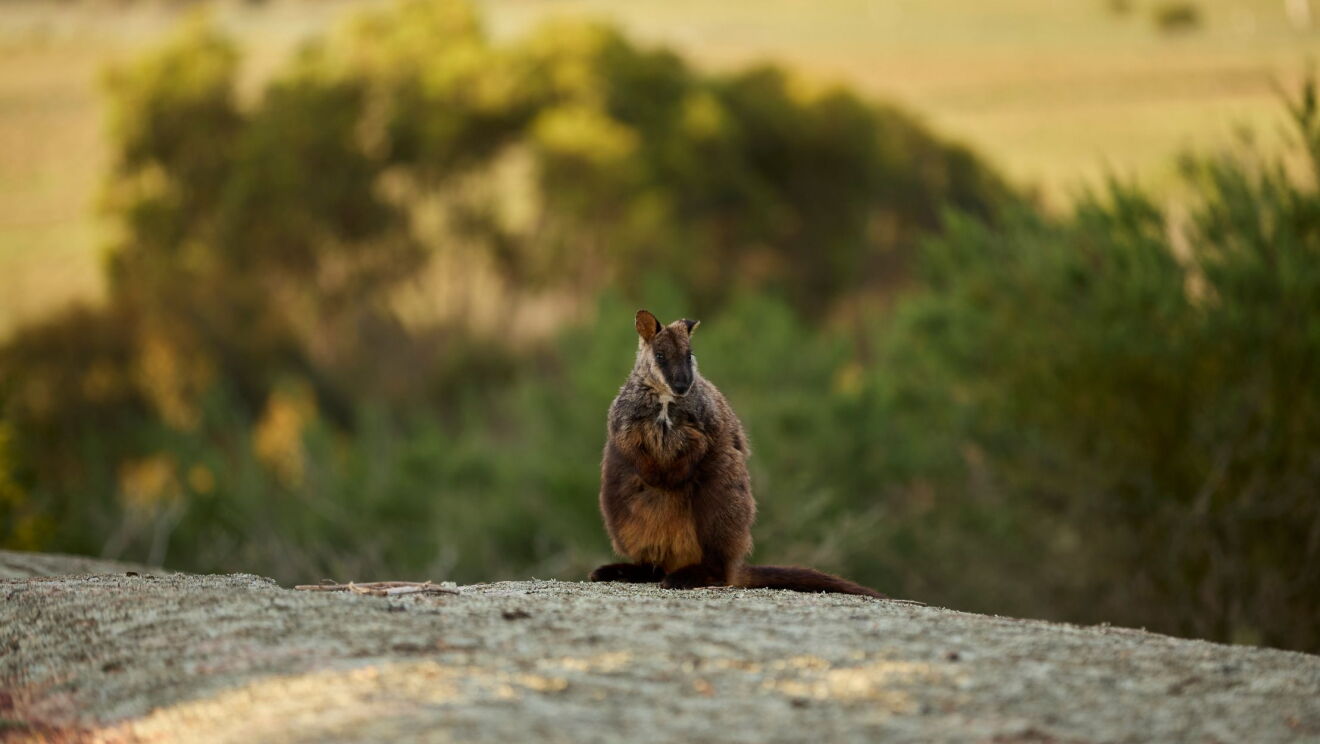 Southern brush-tailed rock-wallaby and eastern barred bandicoot