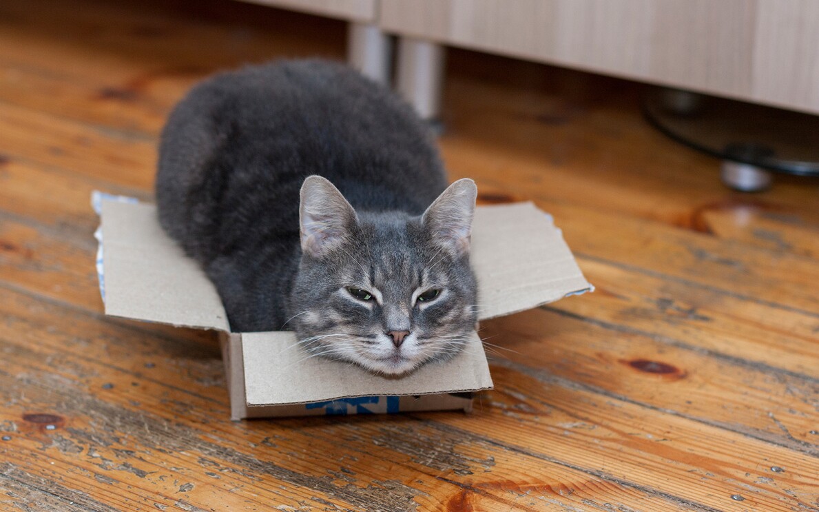 Sorry cats 1.jpg