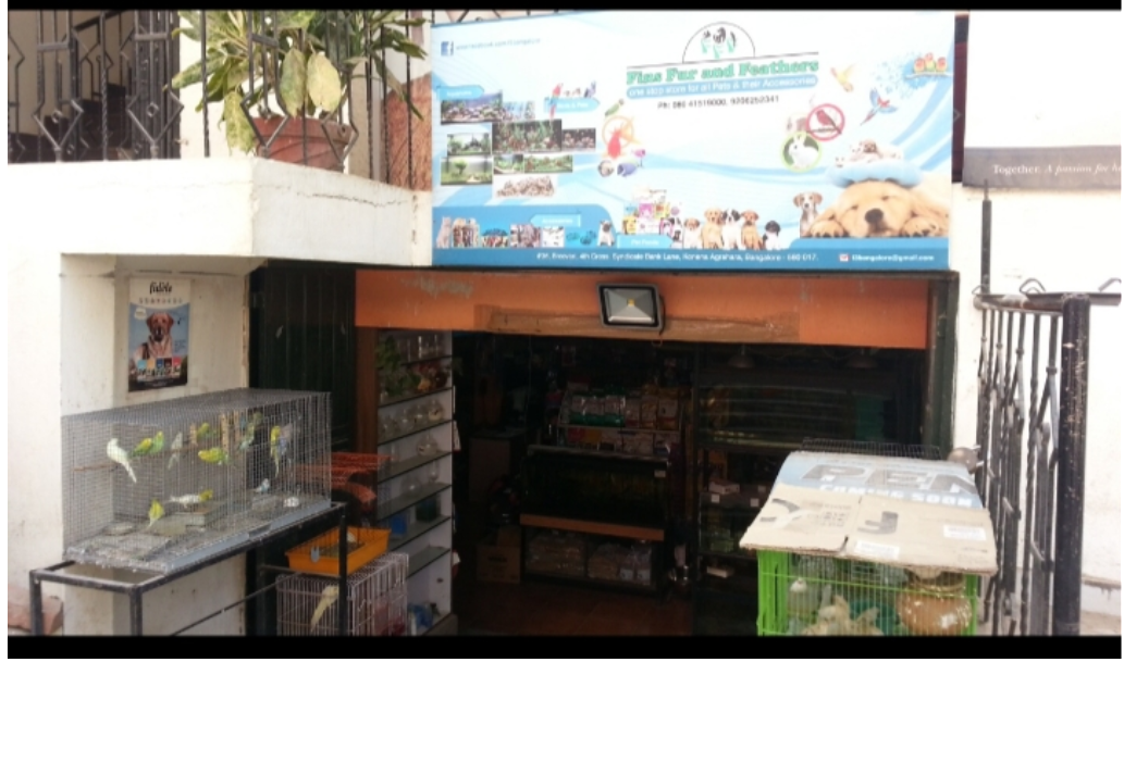 Fins Fur Amazon India