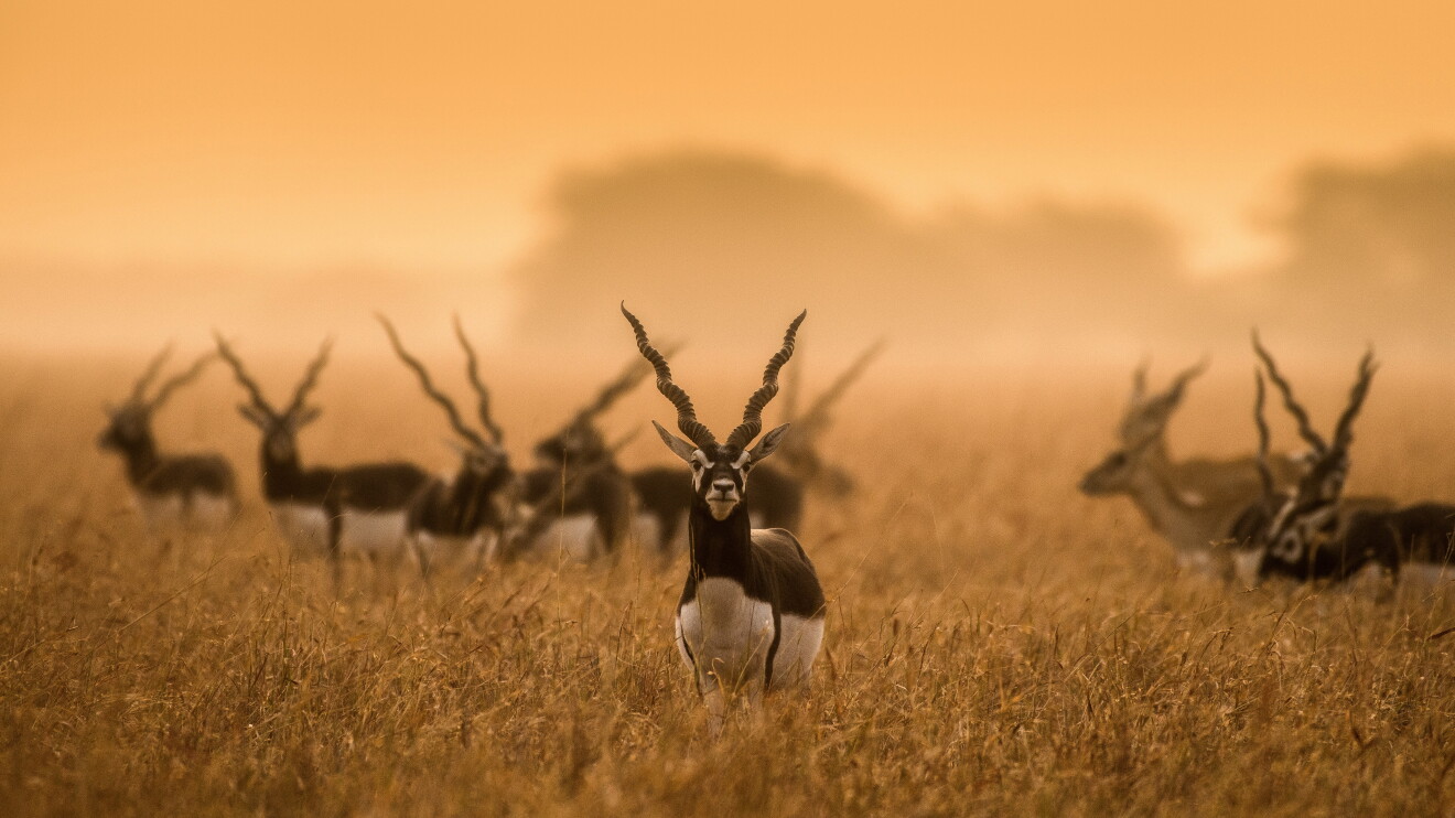 Wildlife in India