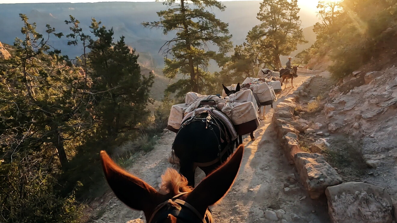 Image from the perspective of riding a mule through the Grand Canyon with several mules in front carry packages.