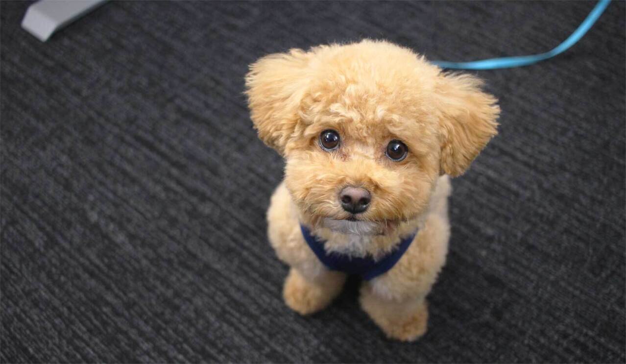 An image of a small dog with curly tan hair.