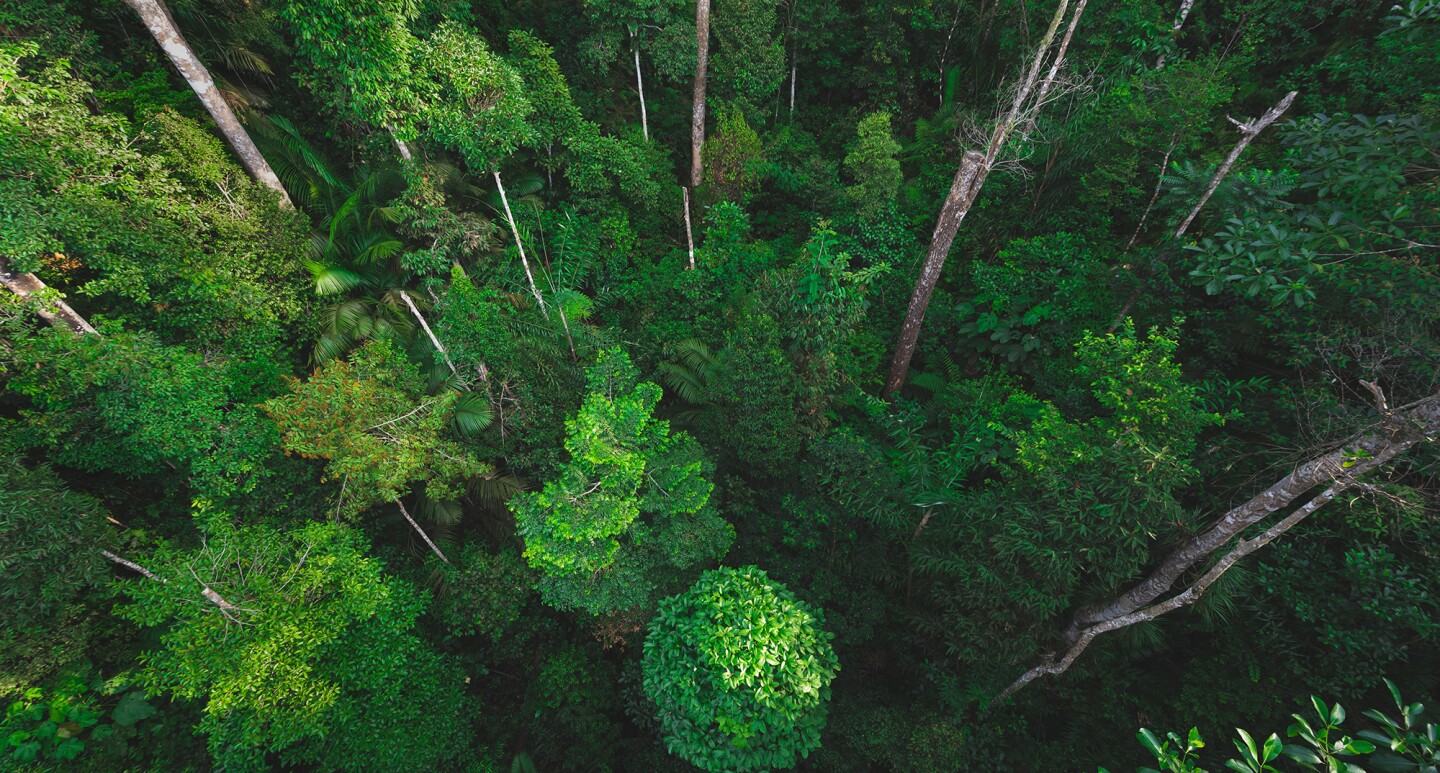 View of a forest canopy from above. 