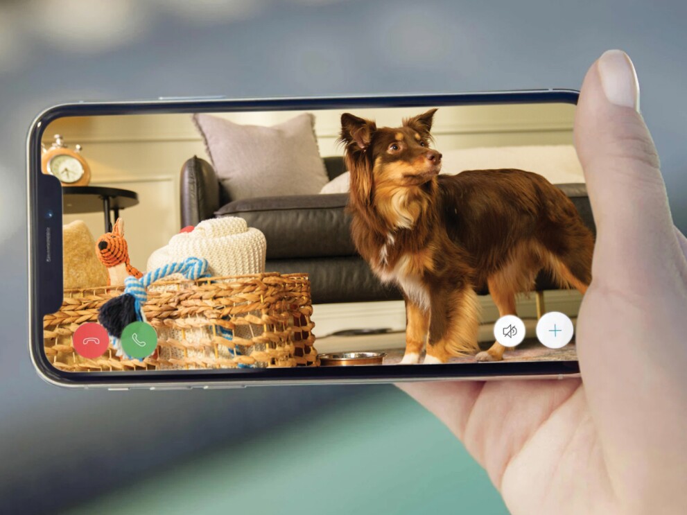 一个人的手举起一个智能手机带着一只狗在客厅在屏幕上。