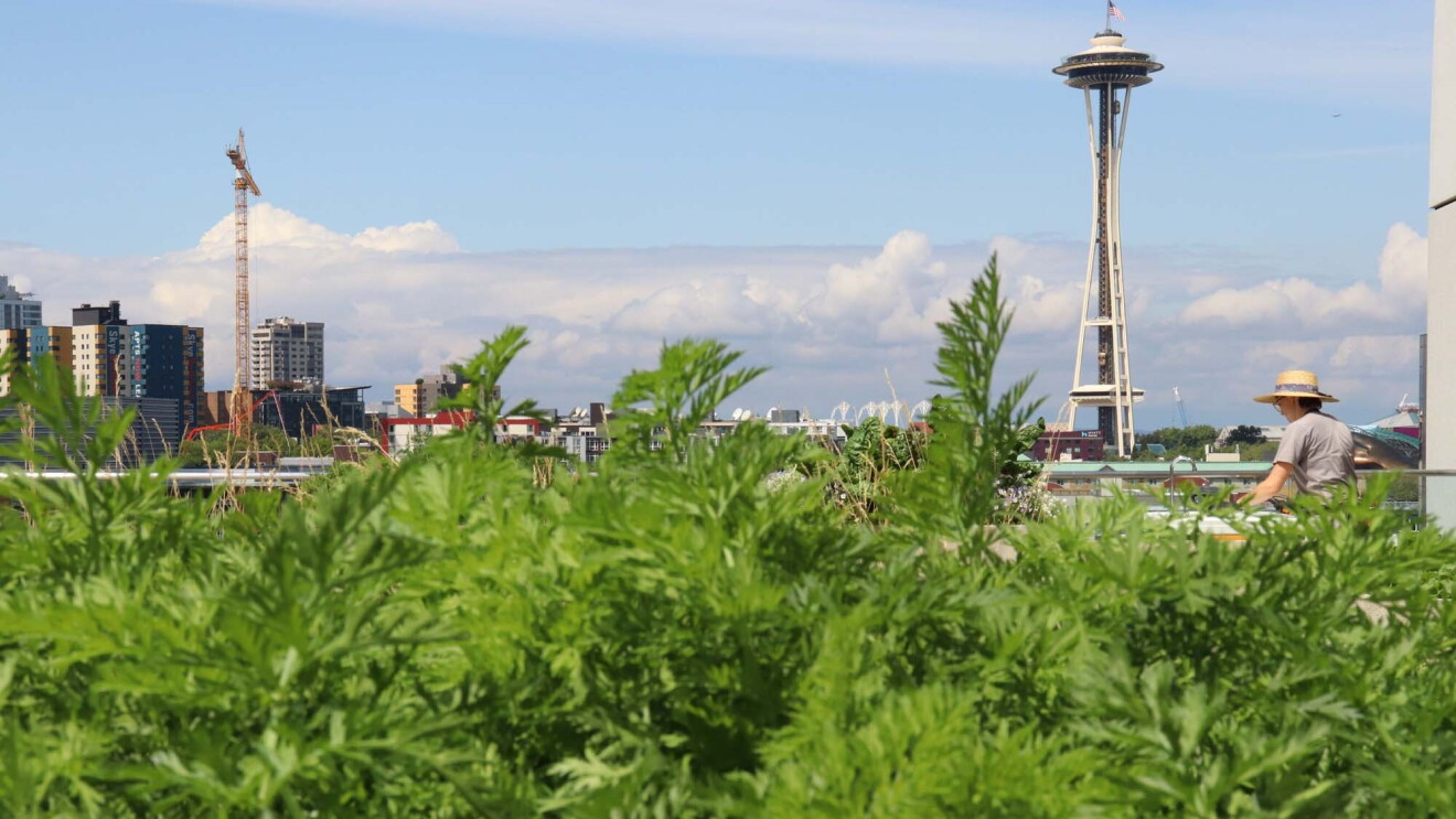 Amazon's rooftop organic vegetable garden, providing the harvest to FareStart restaurant
