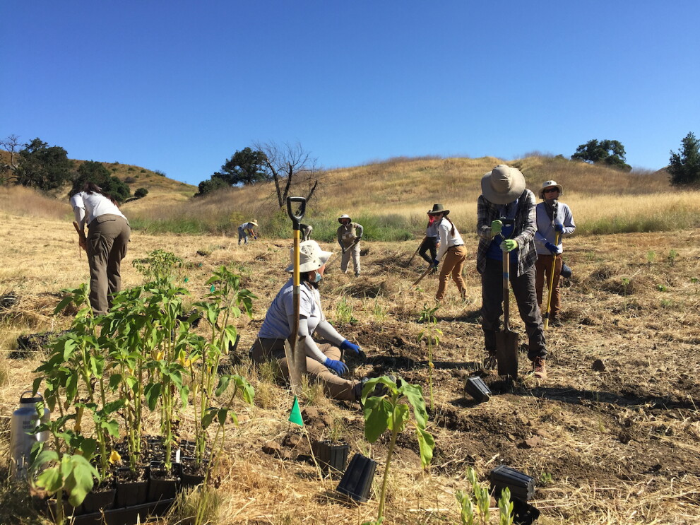 An image of groups planting trees in a field in California.