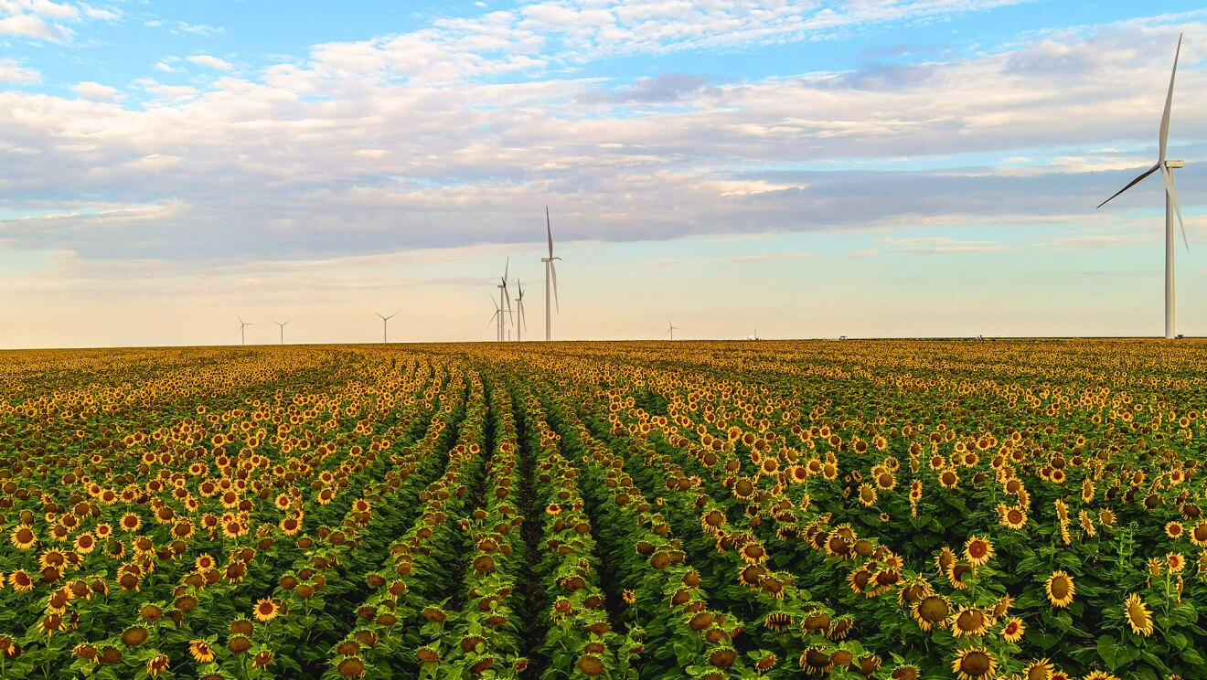 An image of a wind farm.