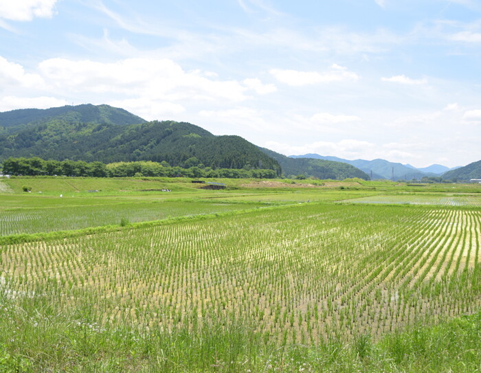 酒米を育てている田圃