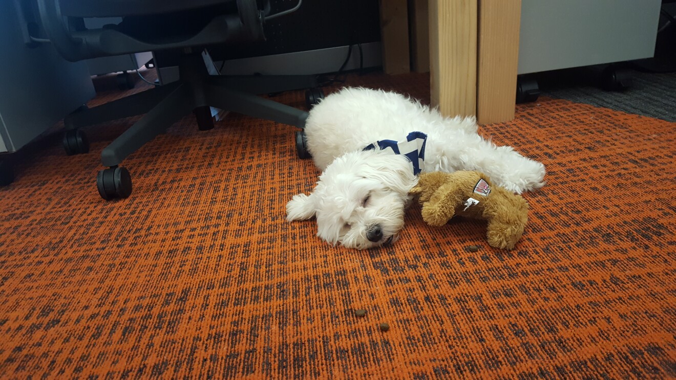 A white dog sleeps on an orange and brown carper with his toy bear under his arm.