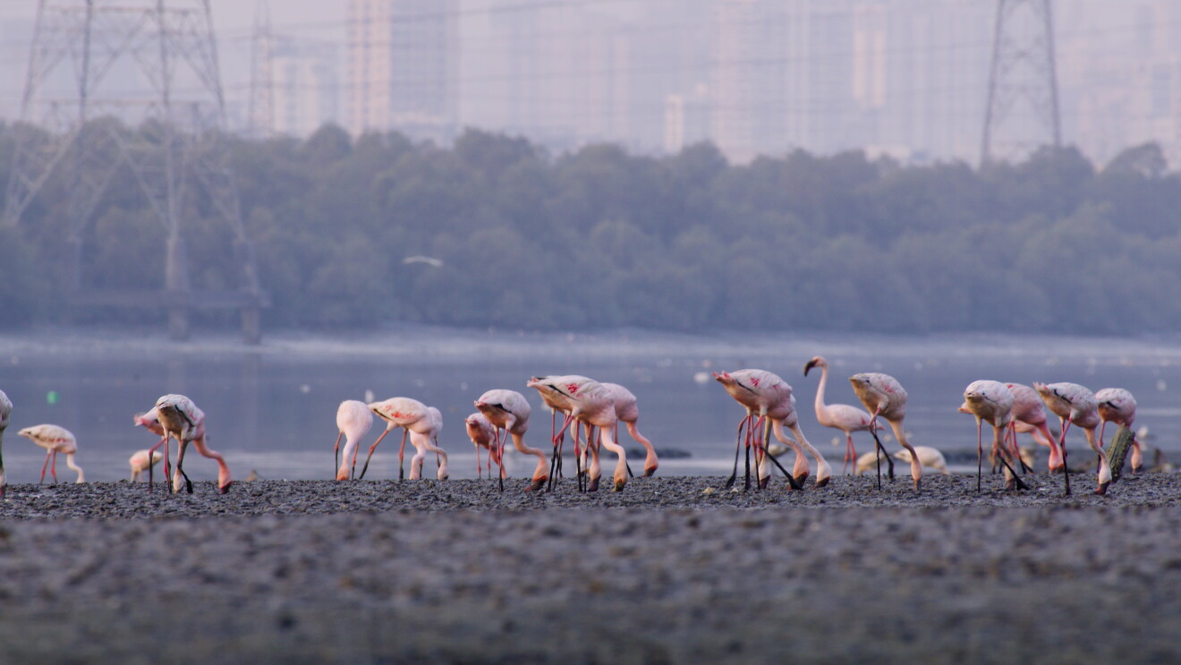 Amazon to invest $1.2M to preserve Mumbai's flamingos and restore mangroves