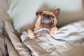 A dog naps in a bed, under the covers.
