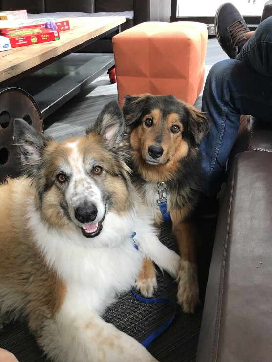 Dogs of Amazon - Bronx and Dory look at the camera