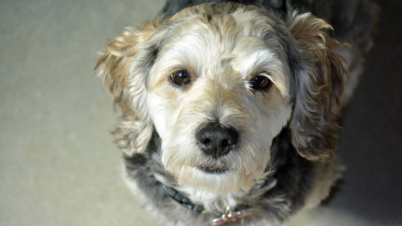 A grey and white dog looks up intently at the camera. 