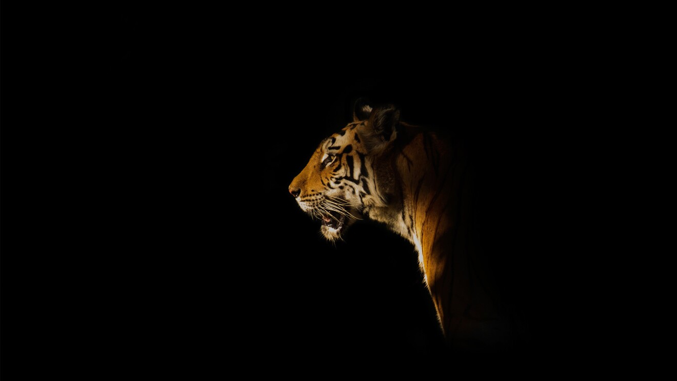 PLay of light 3