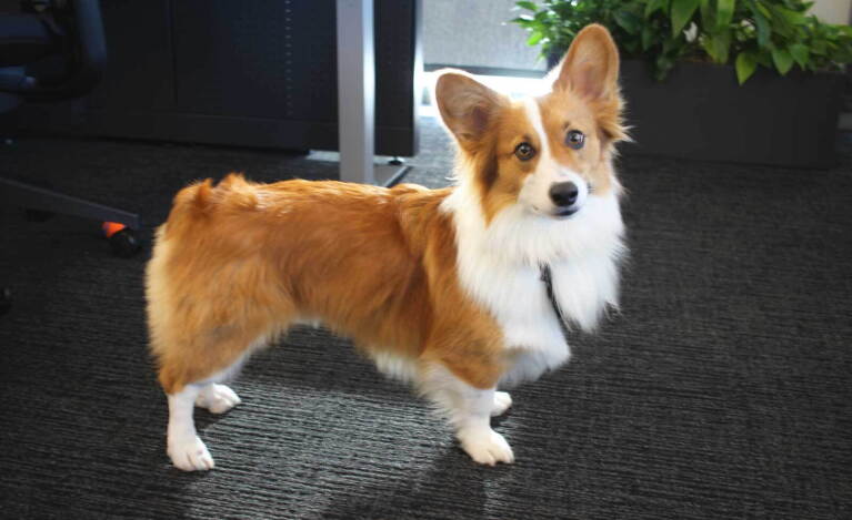 An image of a corgi at an Amazon office in Culver City, Los Angeles