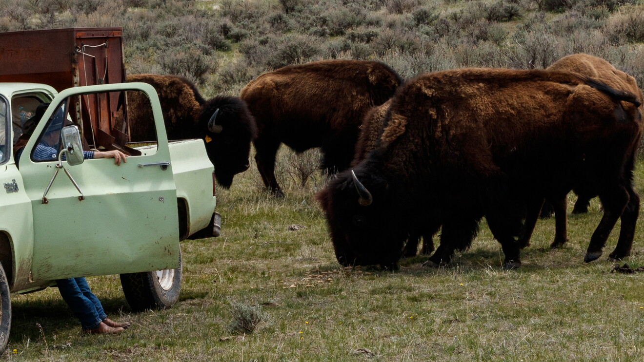 A herd of buffalo gathers around a weathered pickup truck in a pasture.