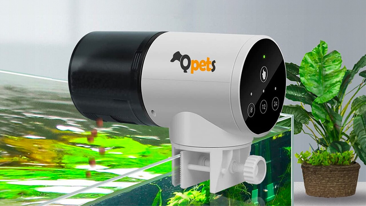 Pet accessories to pamper your furry, feathered and finned friends
