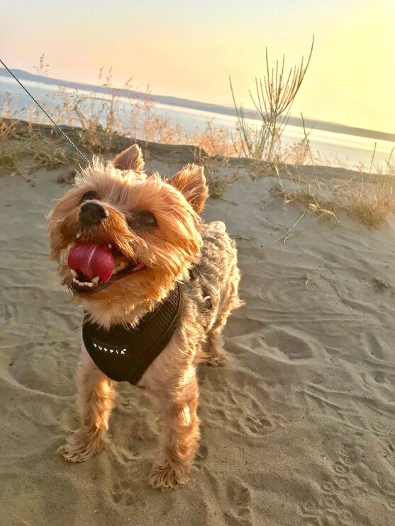 A Yorkshire Terrier stands on the beach, looking up at his owner, while the sun sets behind him.