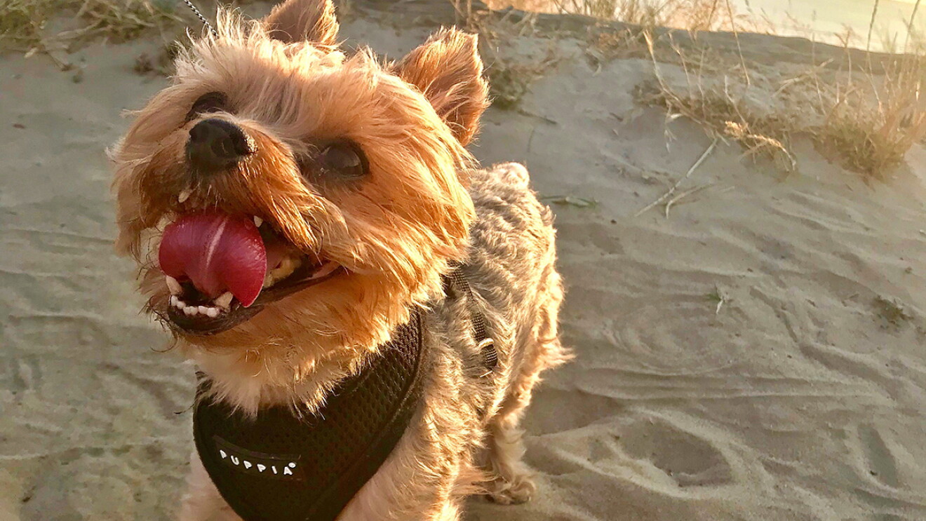 A Yorkshire Terrier stands on the beach, looking up at his owner, while the sun sets behind him. 