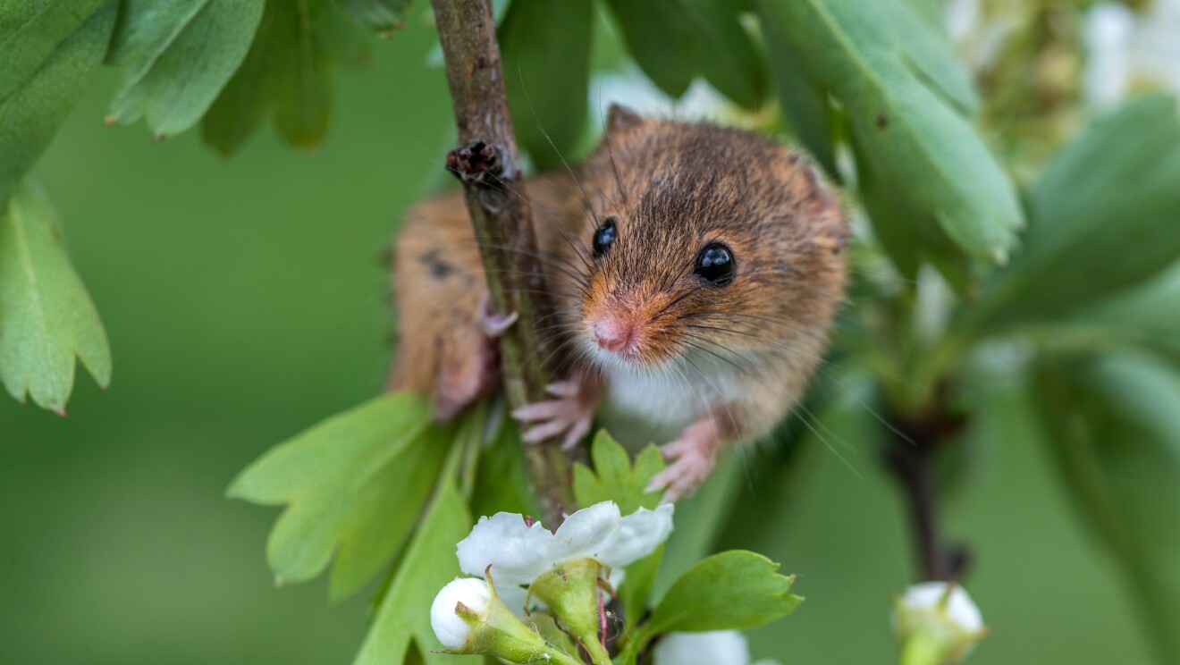 Harvest mouse