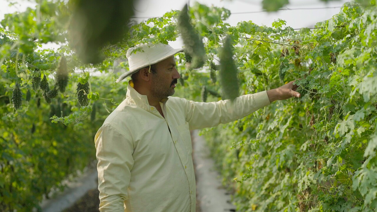 Amazon Kisan Program provides farmers access to qualified agronomists