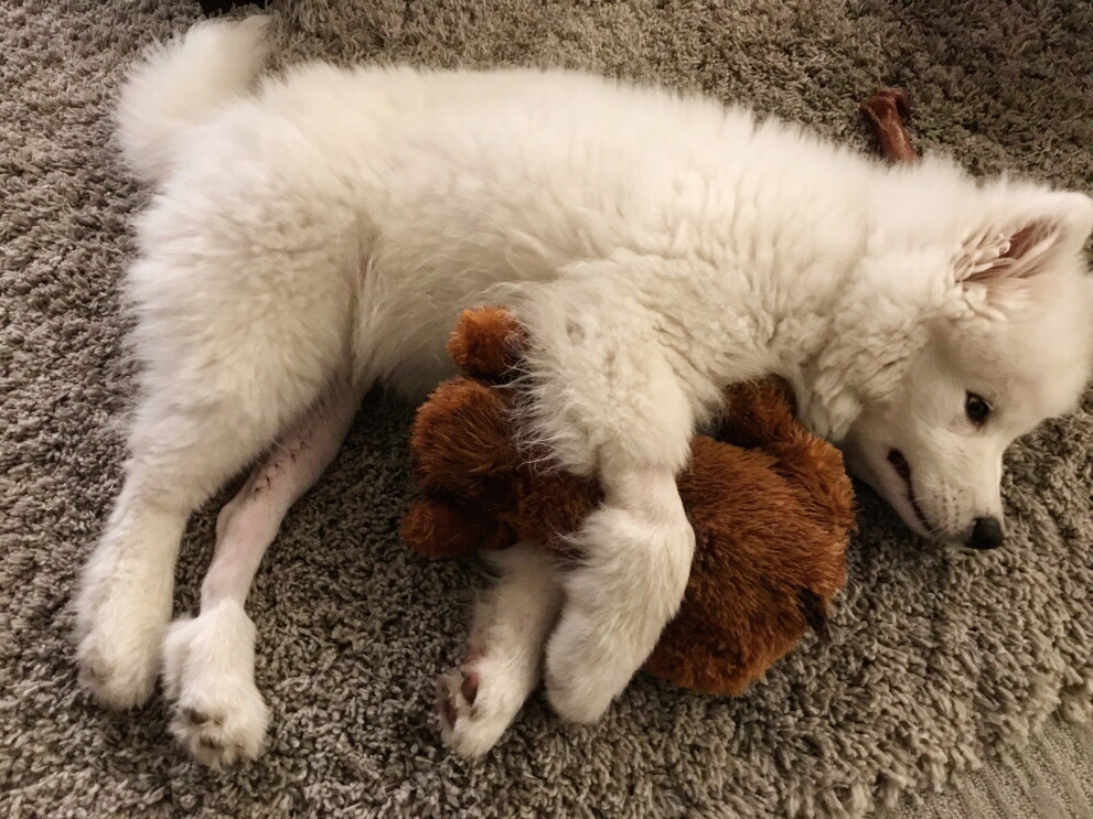 A small, white, furry dog lays on the ground holding a toy.