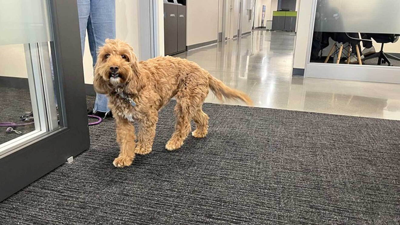 An image of a large, light tan dog with curly hair at an Amazon office.