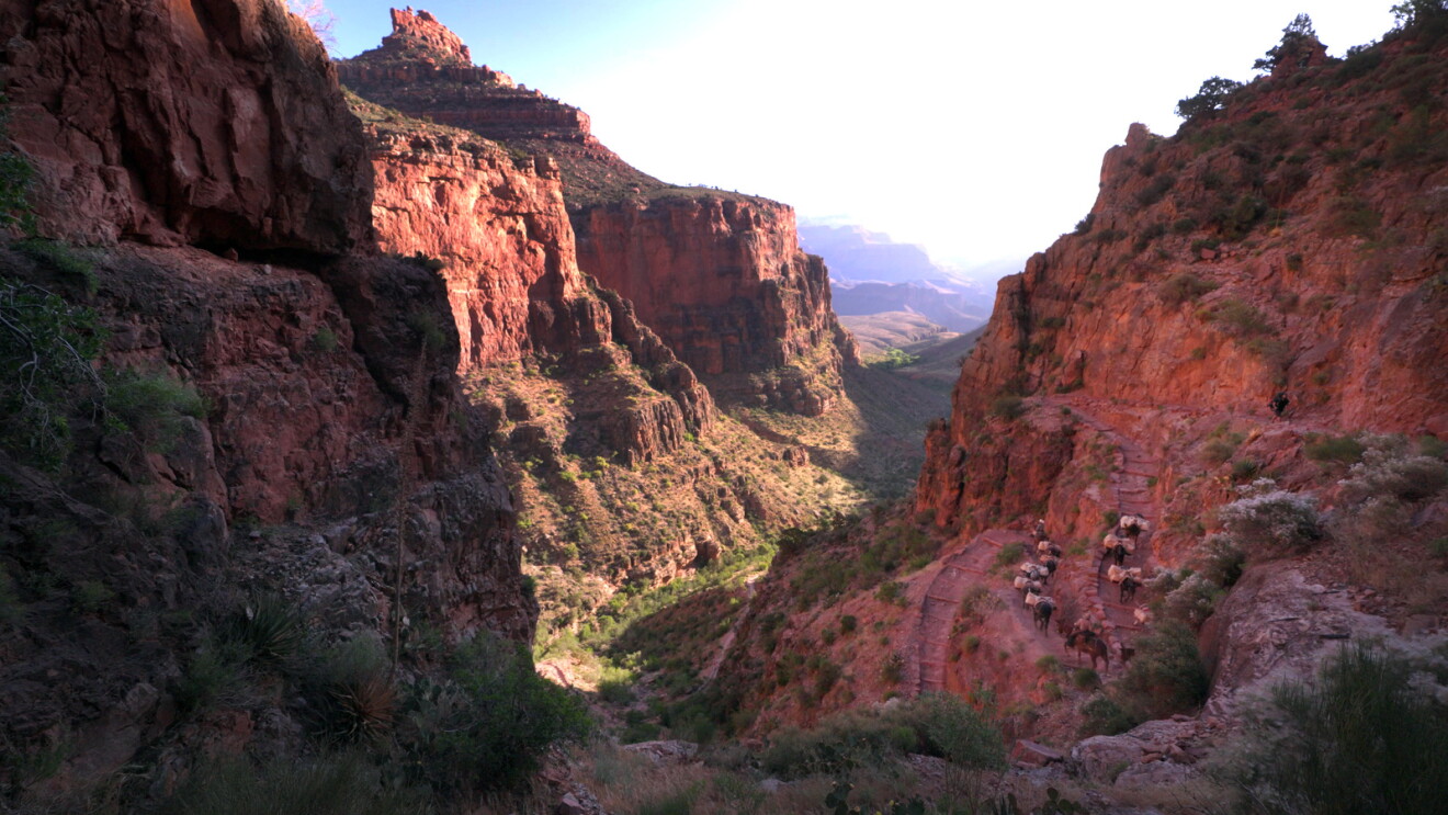 Image of the sun reflecting off the cliffs of the Grand Canyon as mules transport packages down.