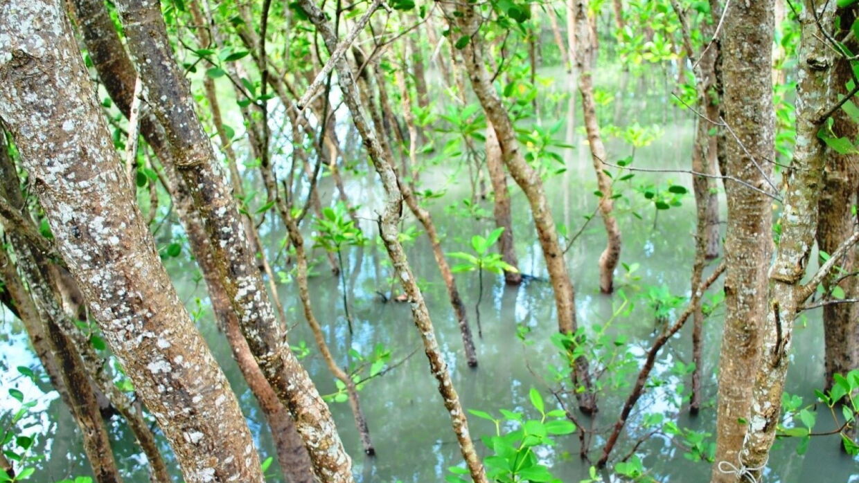 the International Blue Carbon Institute