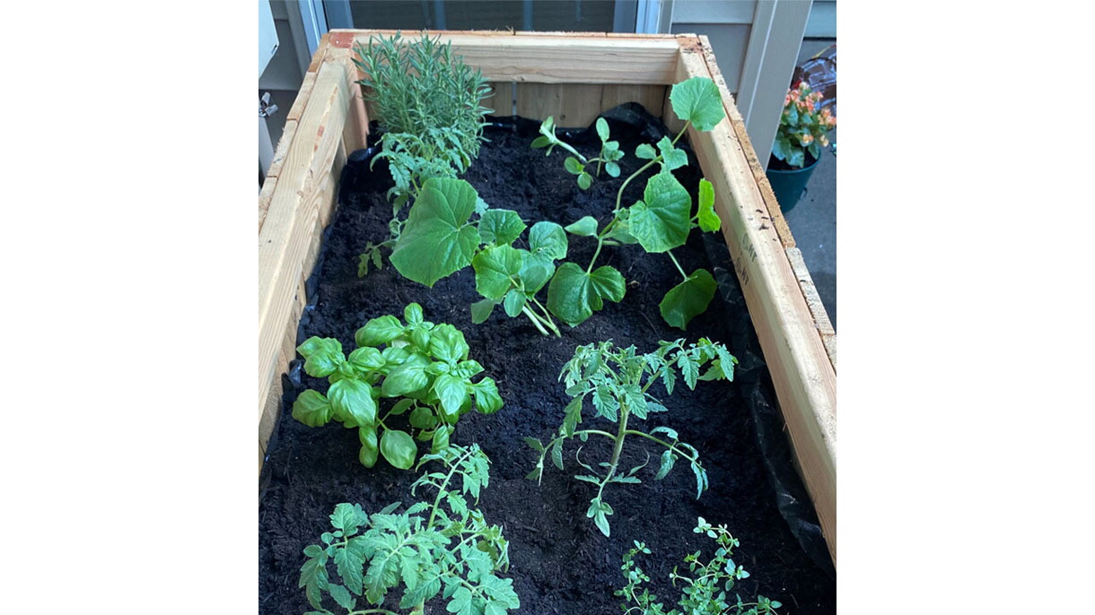 An image of a planter box with dark brown soil and green plants growing out of it. 