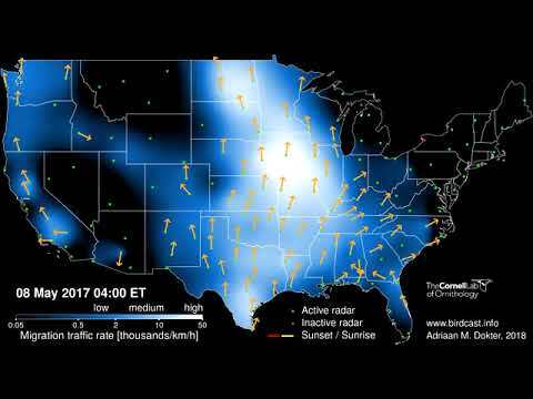 Cornell Lab’s BirdCast video of bird migration