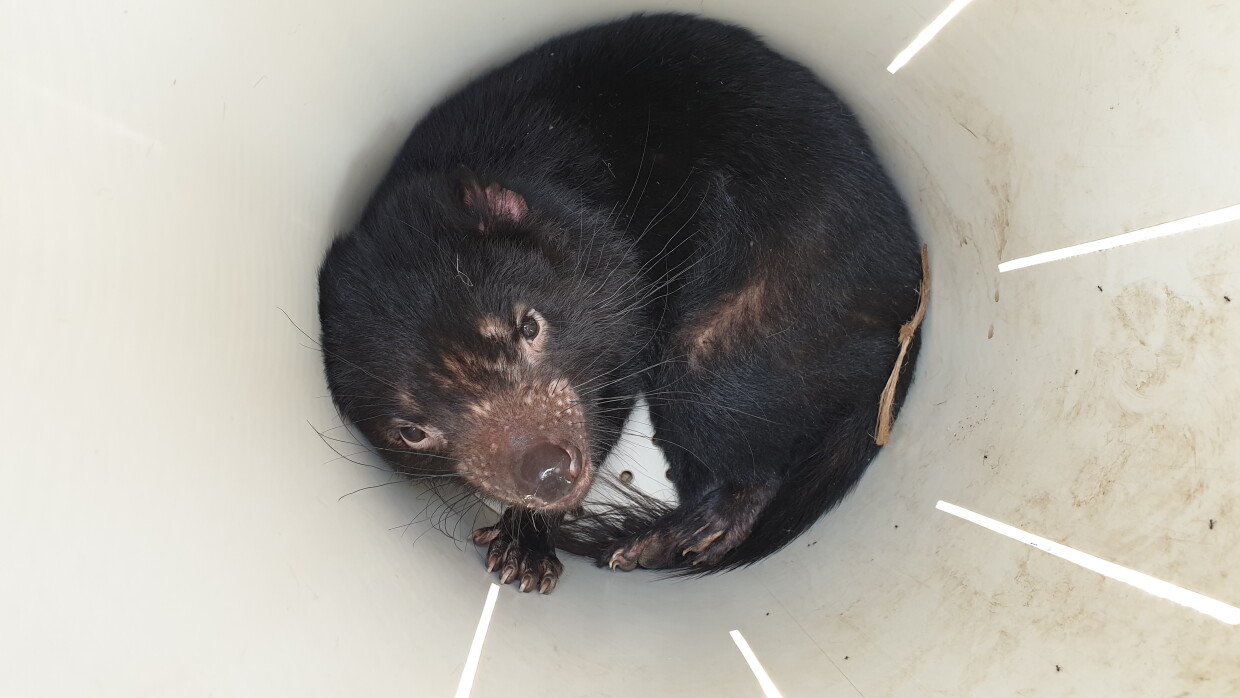 Tasmanian Devil on a white background 
