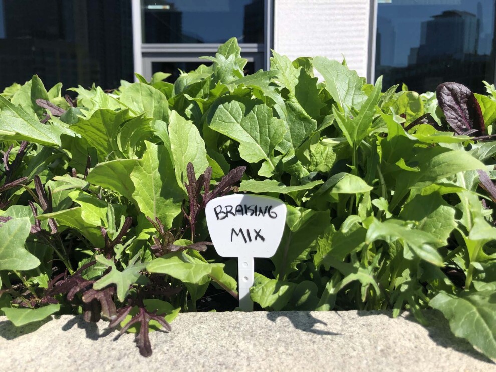Amazon's rooftop organic vegetable garden, providing the harvest to FareStart restaurant
