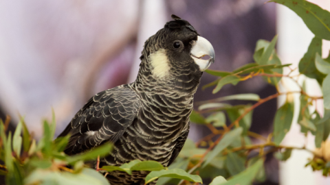 Carnaby's Black Cockatoo