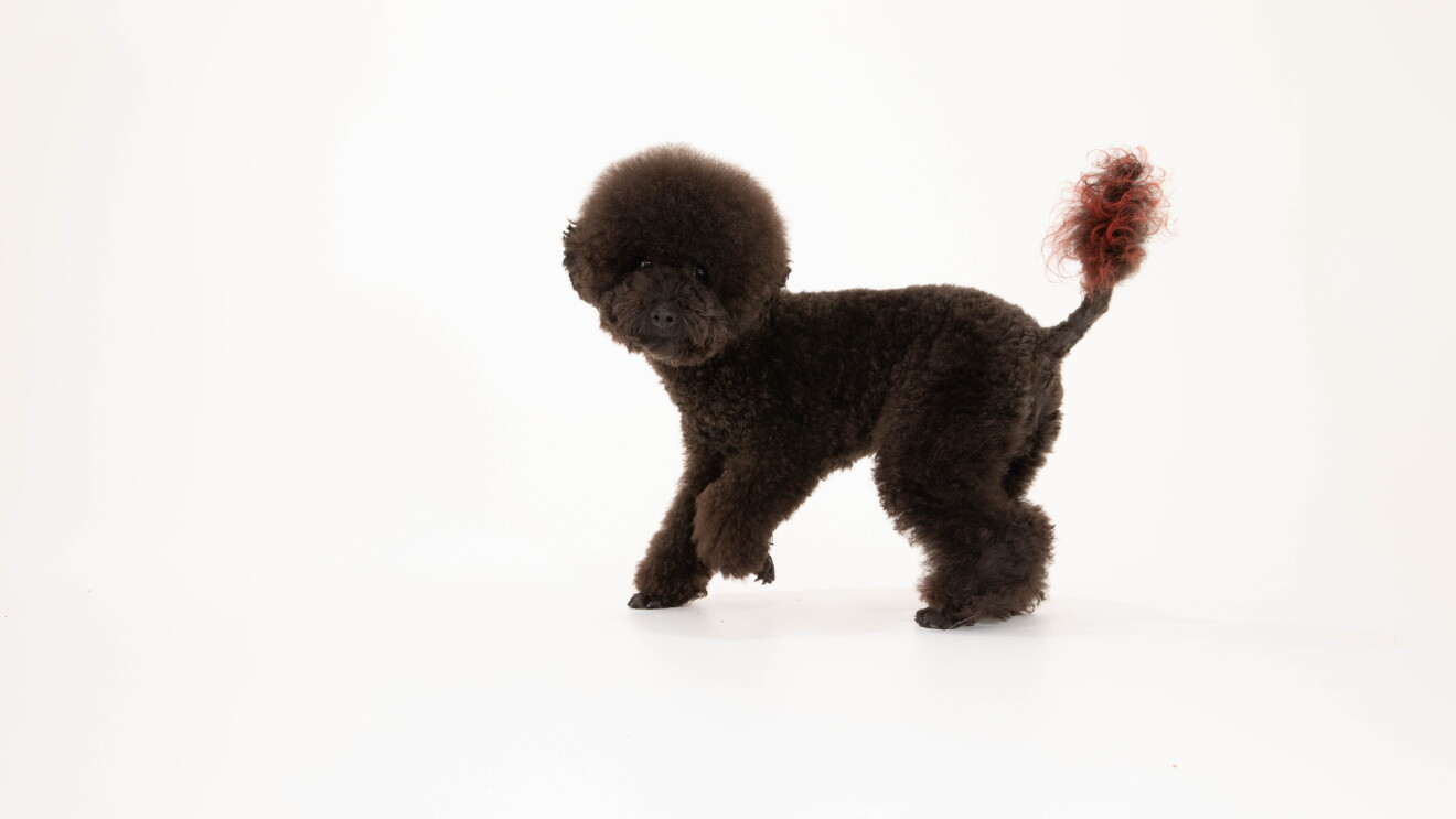 black poodle