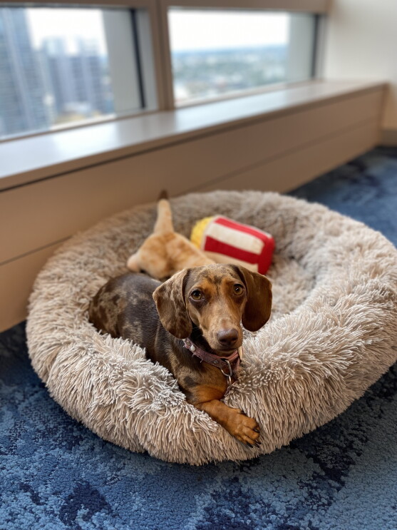 Cookie The Dachshund