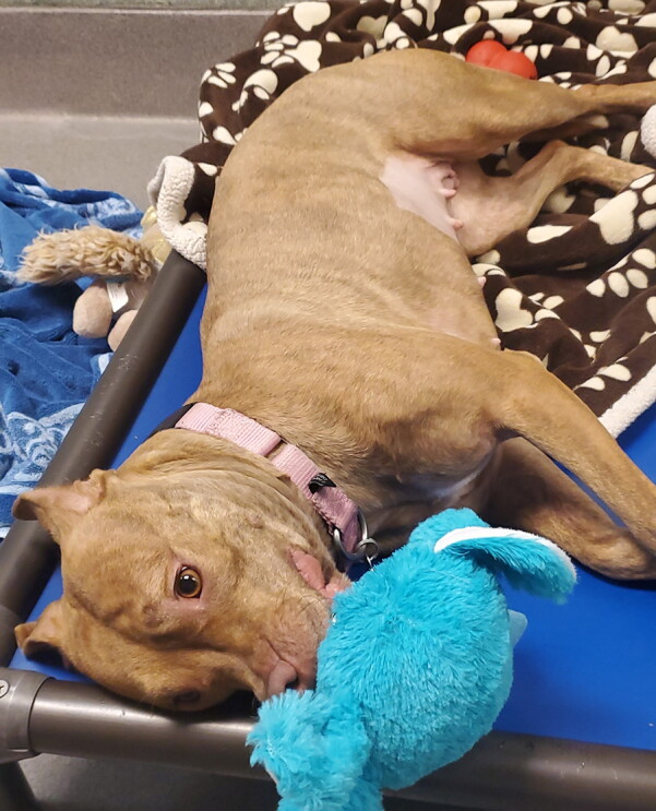 Images from the ASPCA in thanks to Amazon for donating thousands of items, including 6,500 pounds of pet food 