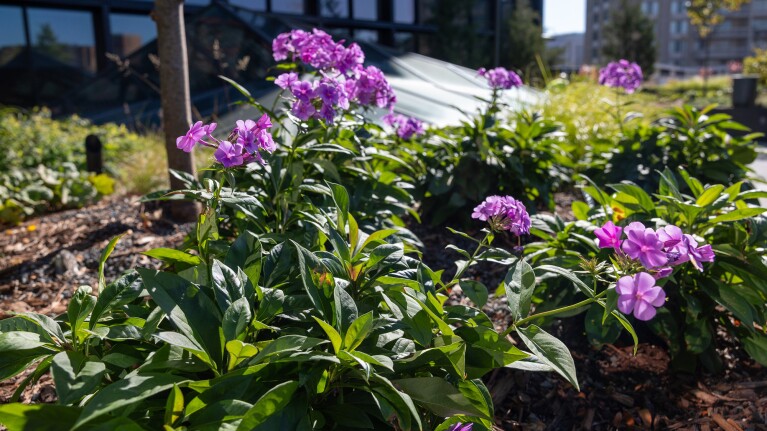 Image of plant at Amazon HQ2.