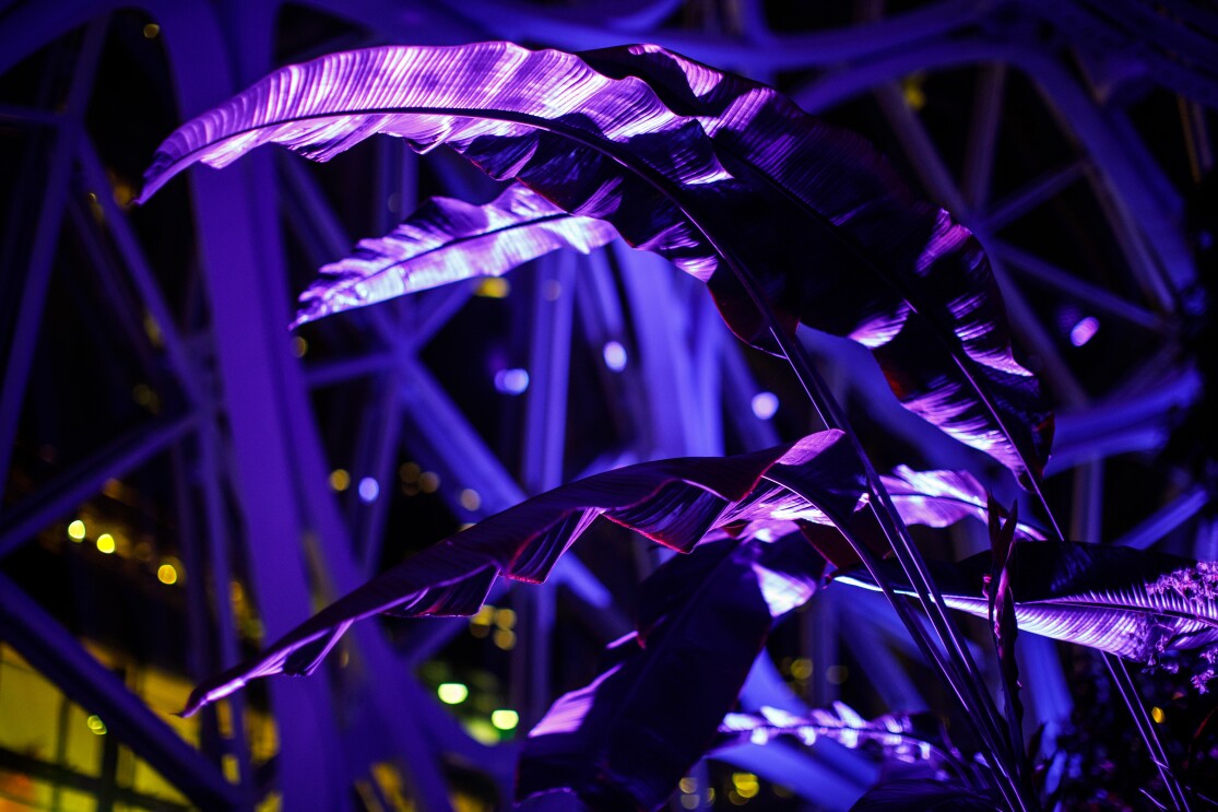 Purple spheres for Special Olympics