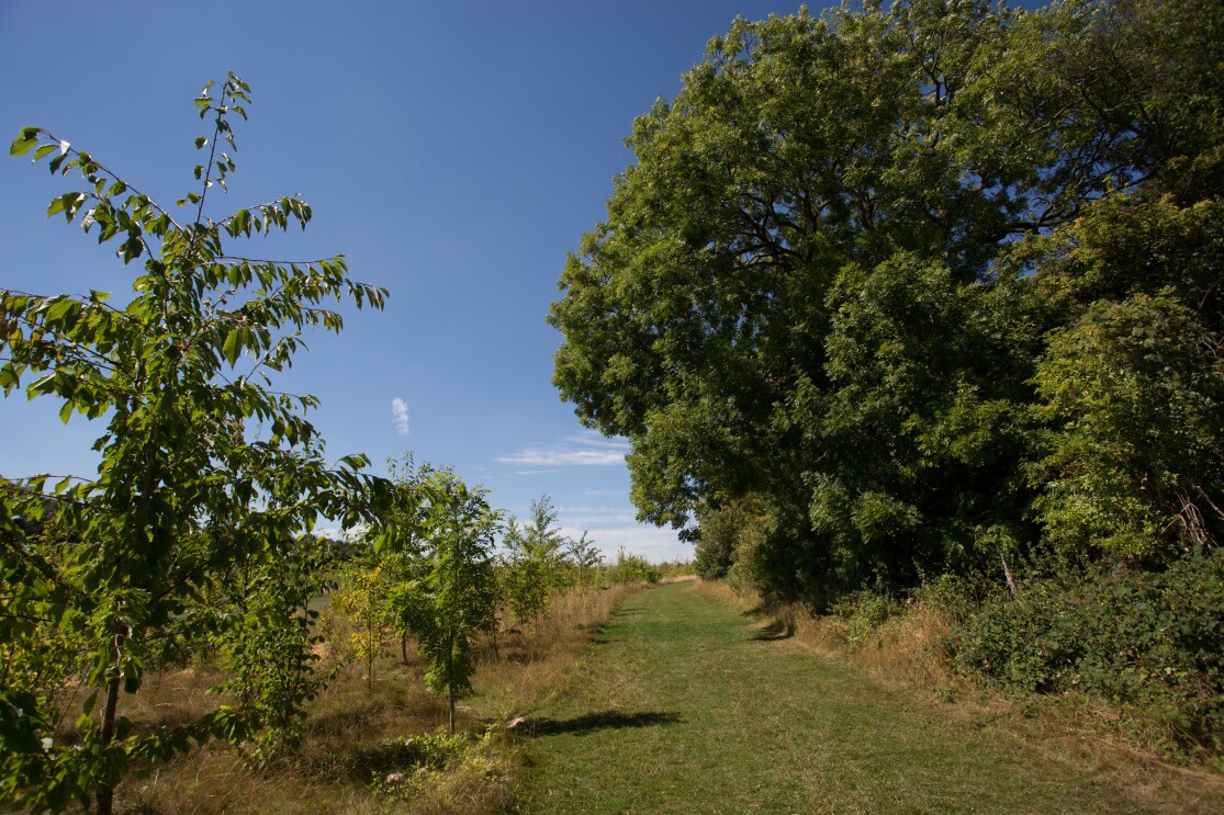 RNCF Trees Hero Sustainability